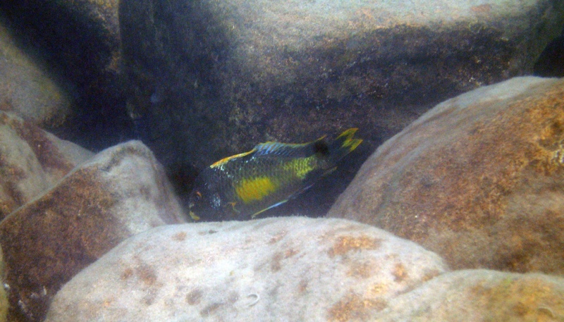 Tropheus moorii 'Kalambo Lodge' Kushangaza